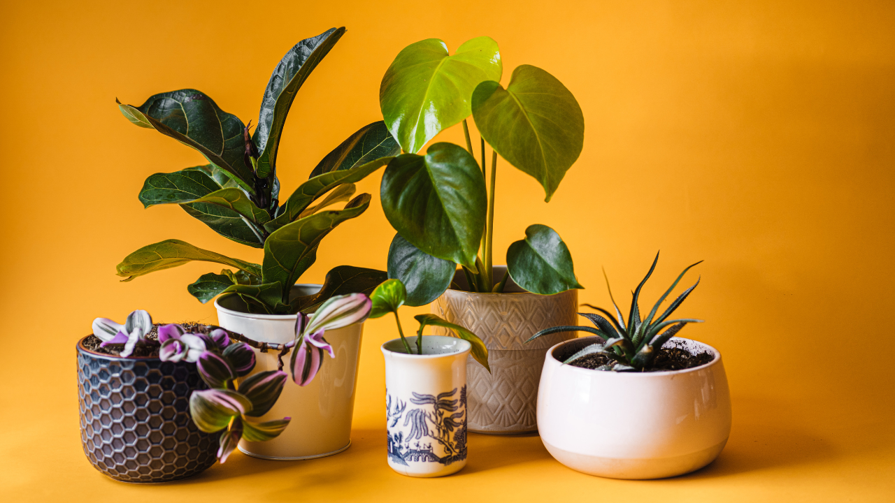 How Indoor Plants Can Help You Sleep Better