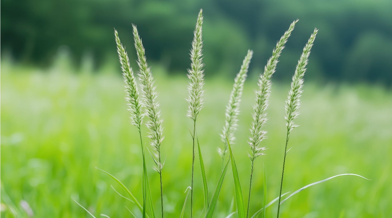 4 Best Conditions For Growing Grass From Seeds