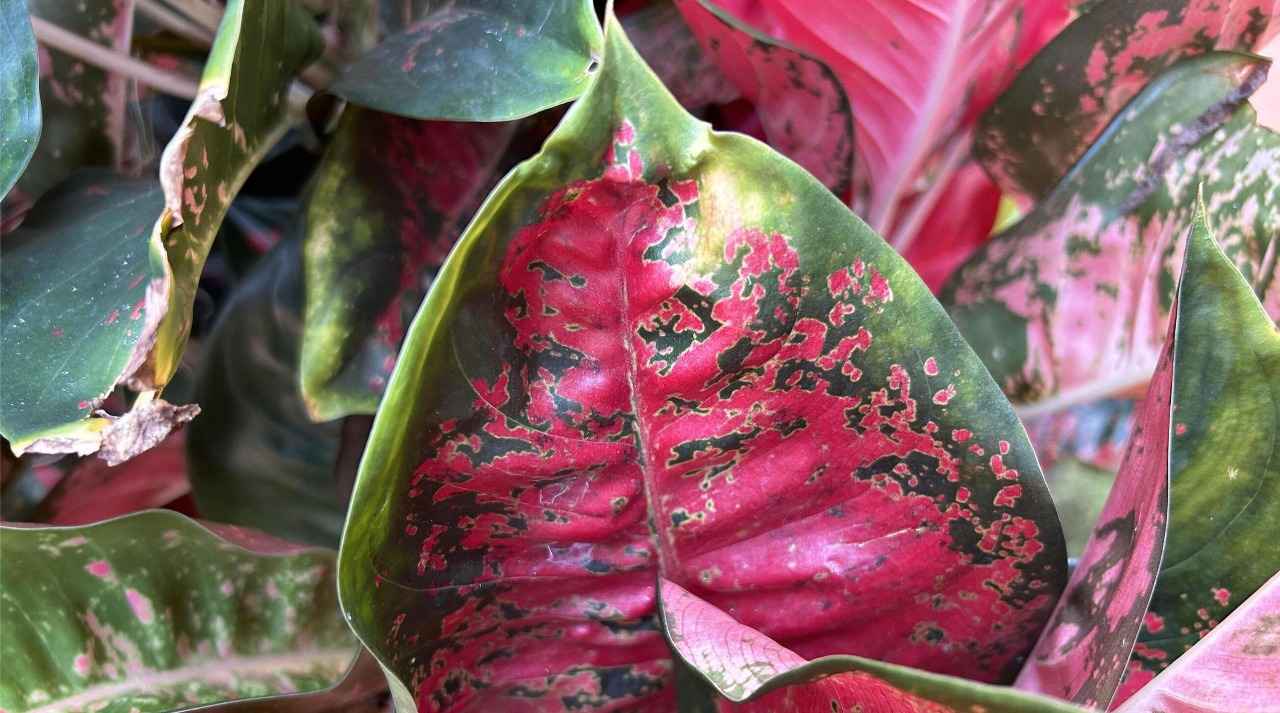 Vacation Mode: Keep Aglaonema Pink Happy for 1–3 Weeks Away