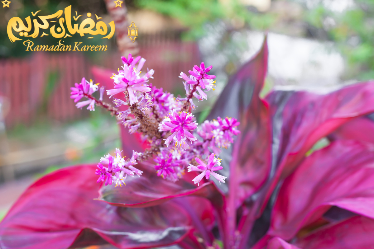 Aglaonema Pink Care During Ramadan: Tips For A Thriving Plant