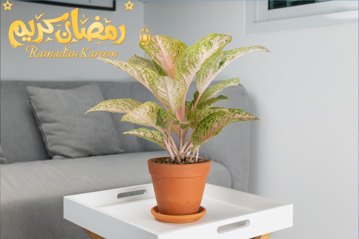 Aglaonema Pink Ramadan Decor: Bringing Serenity And Color
