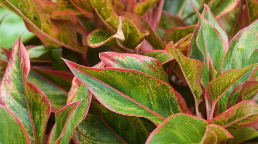 Aglaonema Pink Winter Watering Guide: How Much And How Often to Water