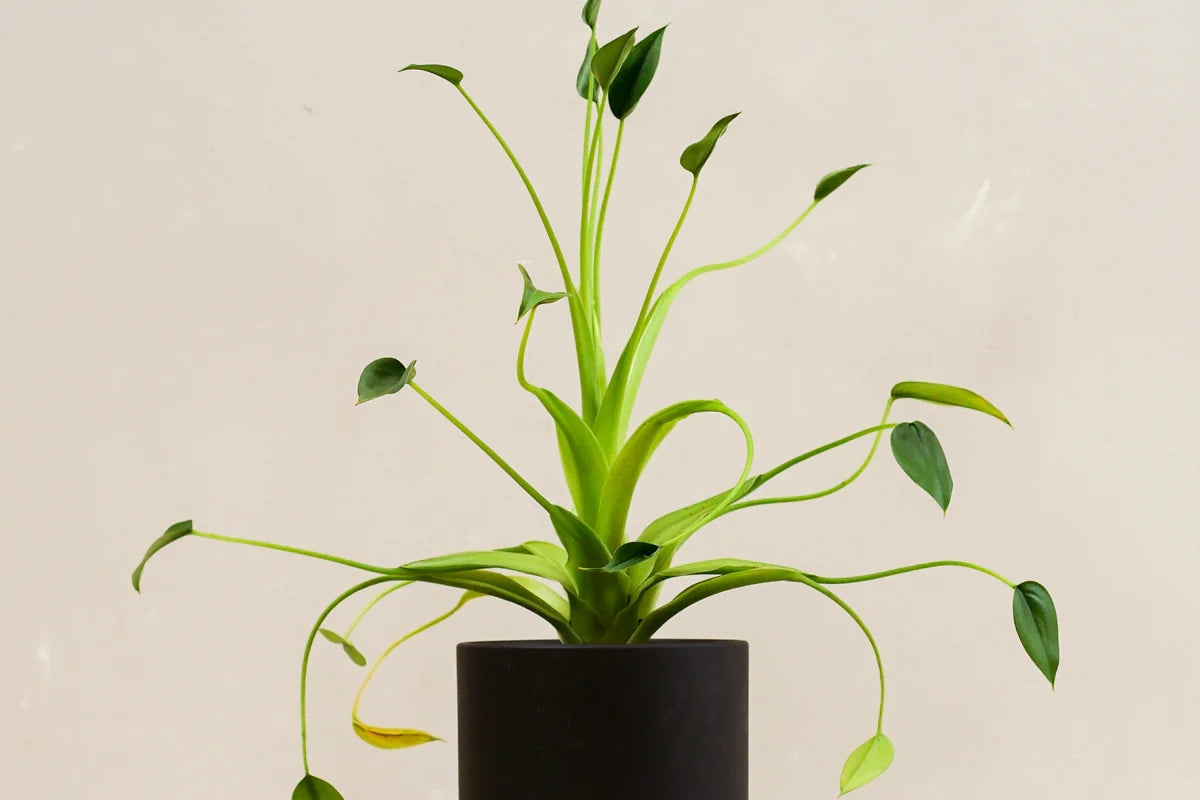 plante de apartament Robuste Büro- / Zimmerpflanzen main image 1