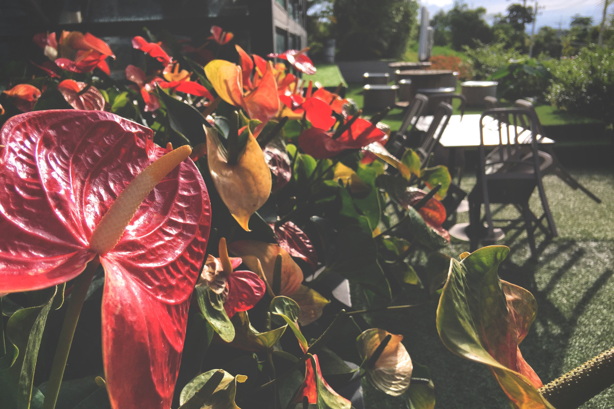 Brighten Your Home: The Cheerful Colors Of Flamingo Flowers