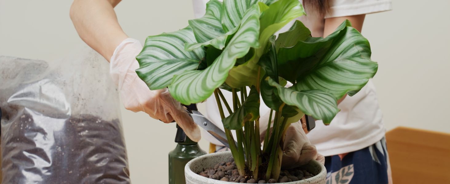 How Calathea Orbifolia Became the Poster Plant for Slow Living in 2025