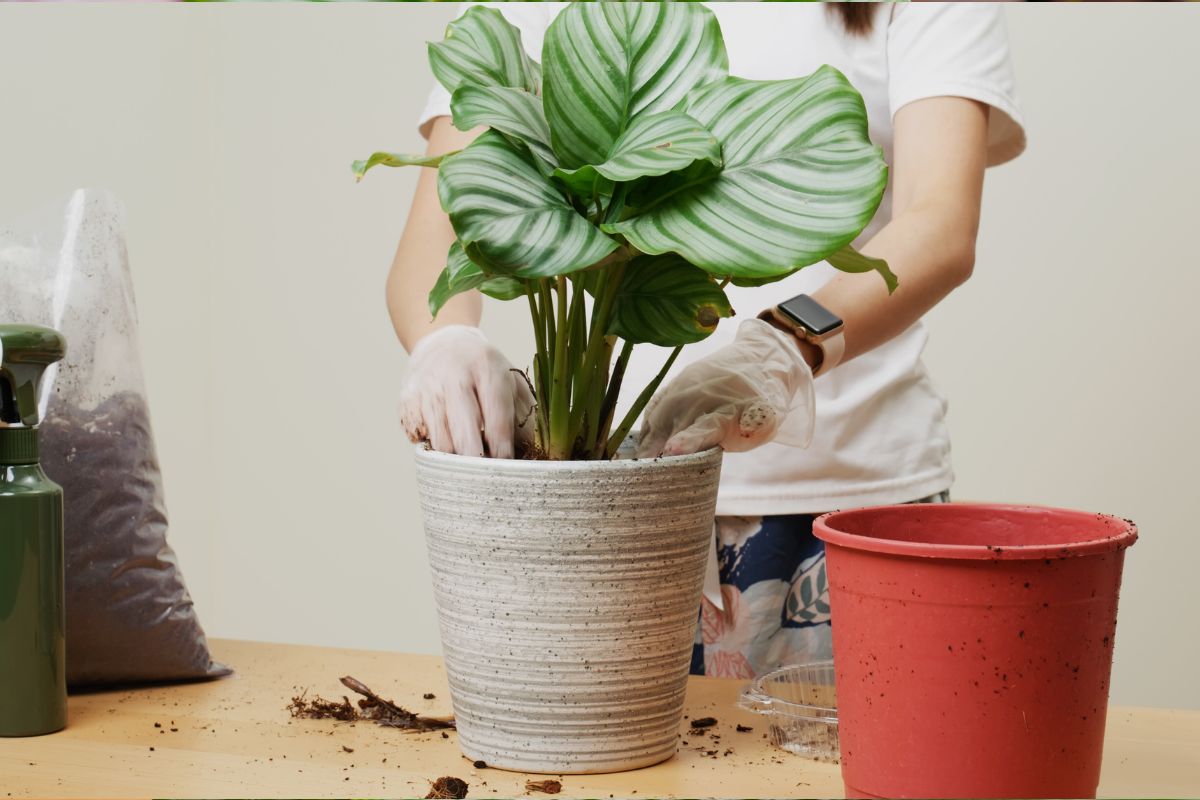 Calathea Orbifolia: Watering Tips For UAE's Hot Summers