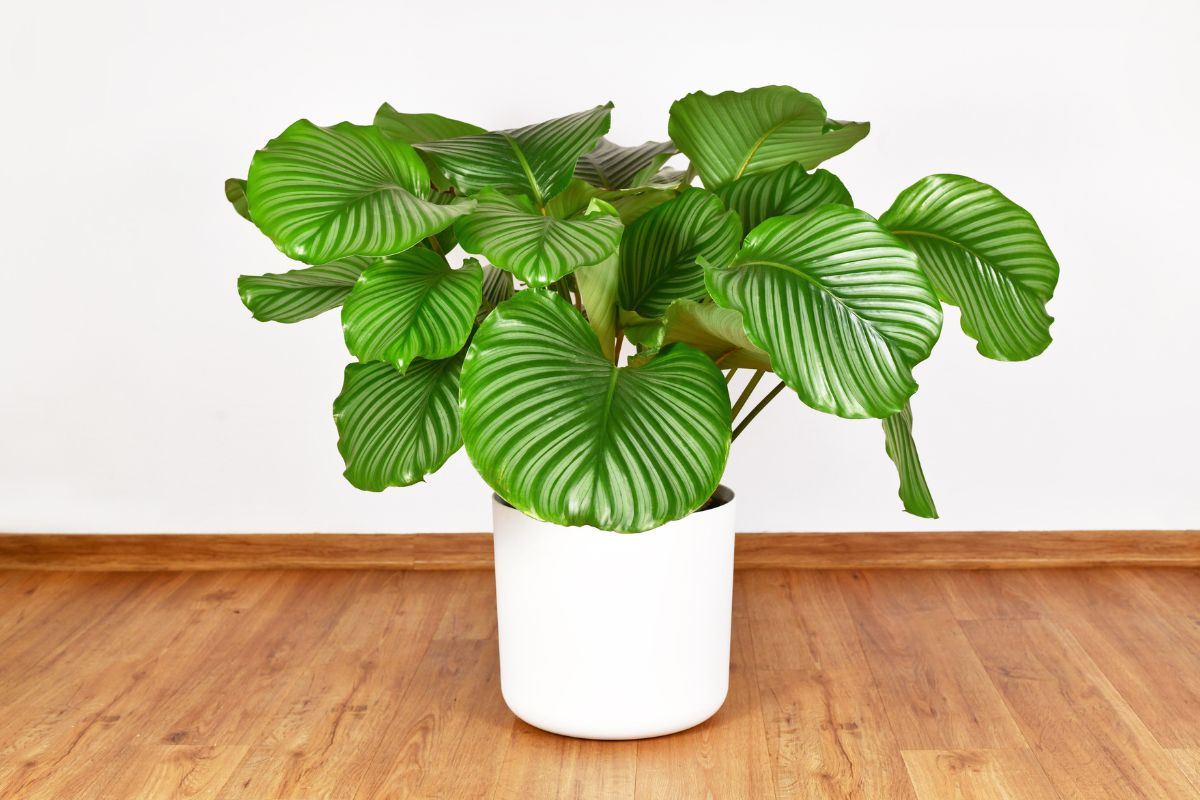 Humidity For Calathea Orbifolia: Why Your Plant Needs Moisture To Thrive