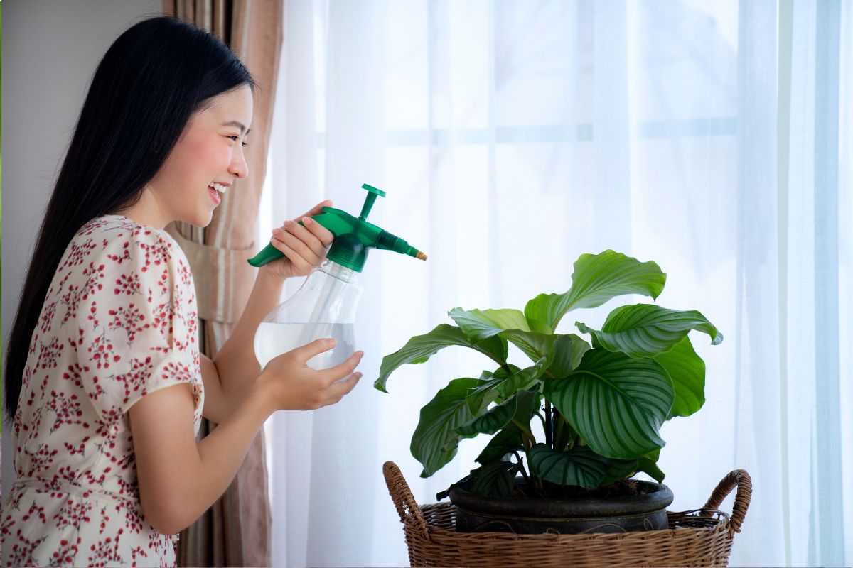 Is Calathea Orbifolia Affected by Blue Light from Screens? Indoor Tech Exposure Explained