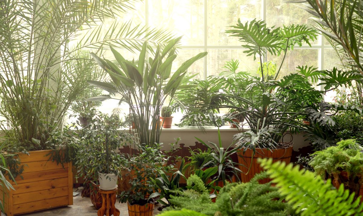 Can Too Much Sunlight Harm Indoor Plants? Here’s What You Need to Know