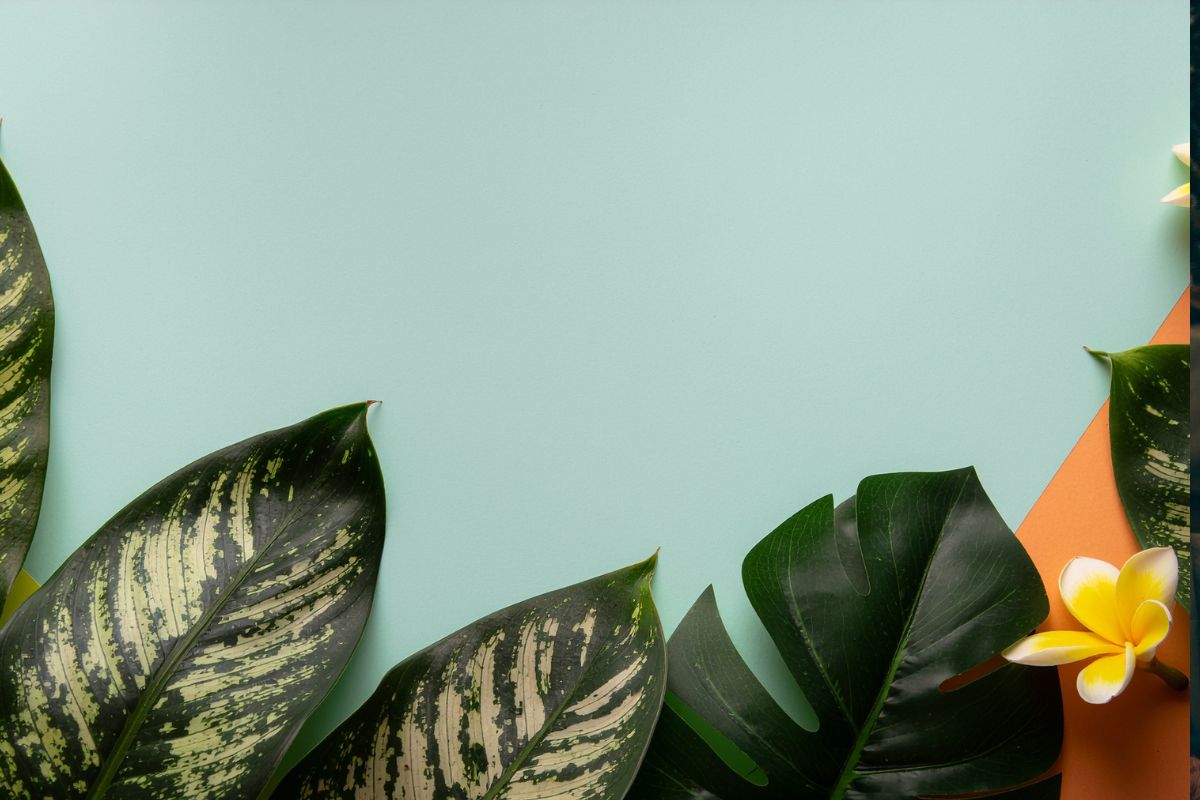 Dieffenbachia Tropic Snow Light Map: How Far to Place It From Each Window Direction