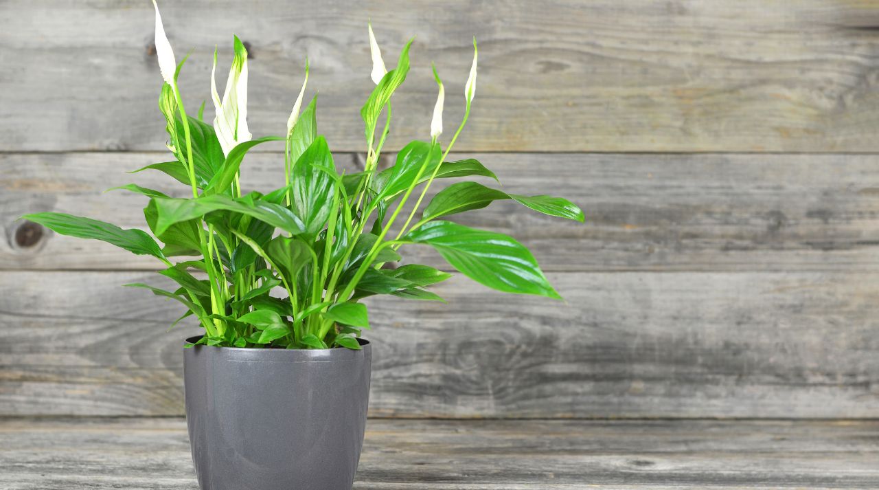 Beat The Heat: How To Keep Indoor Peace Lilies Happy With Kitchen Remedies