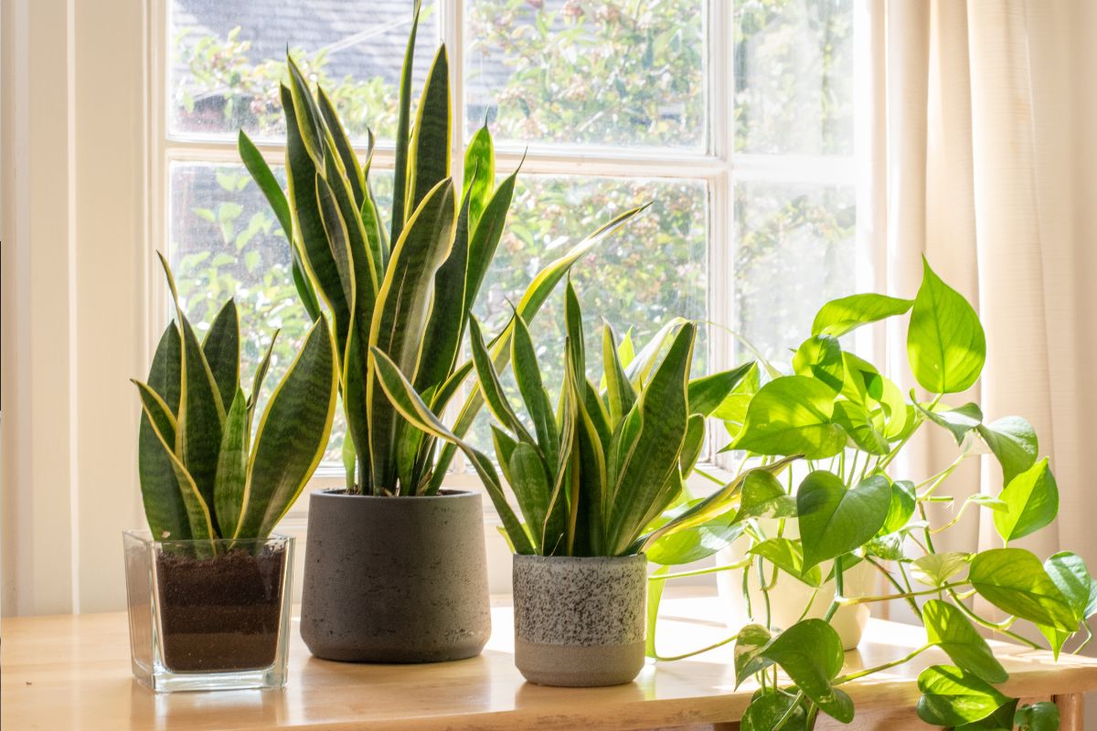 Homemade Fertilizers for Snake Plants: Coffee Grounds, Banana Peels & More