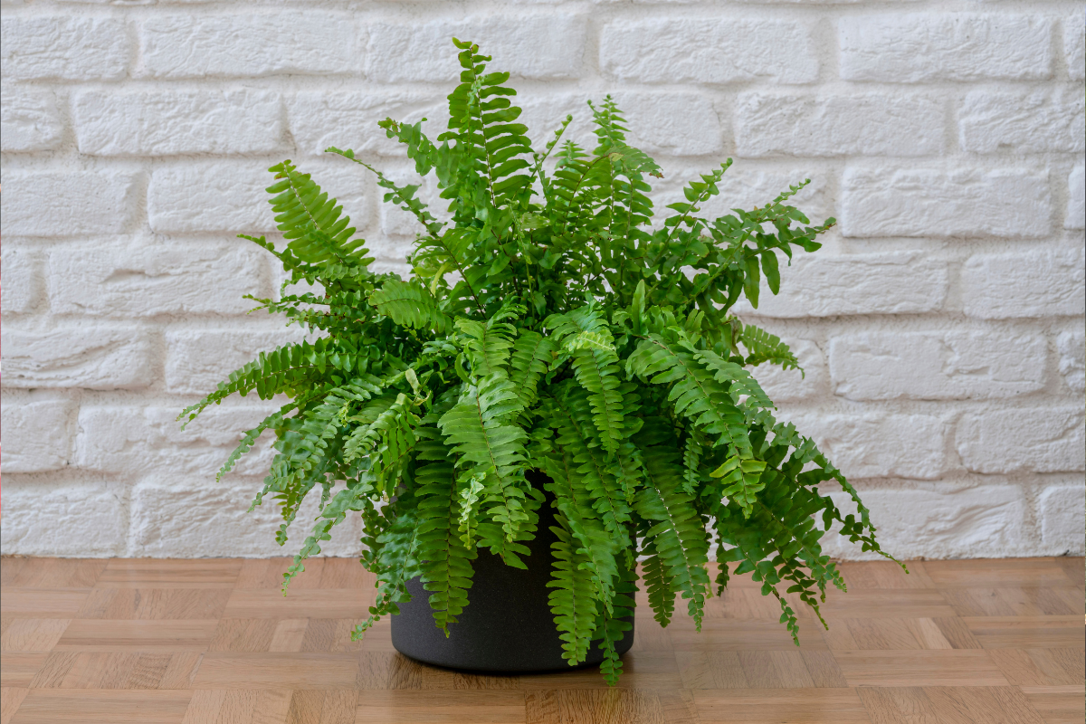 Yellow Fronds on a Boston Fern: What to cut and what to keep