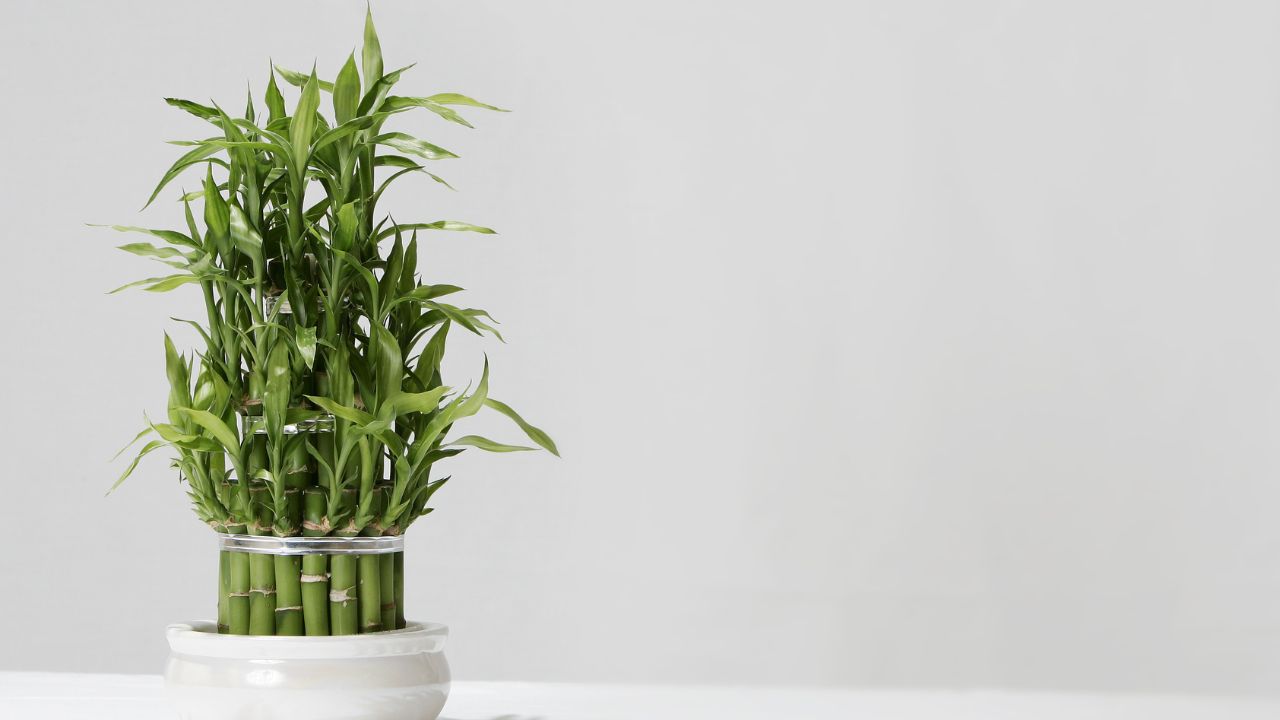 The Role of Filtered Water and Natural Additives in Lucky Bamboo Health