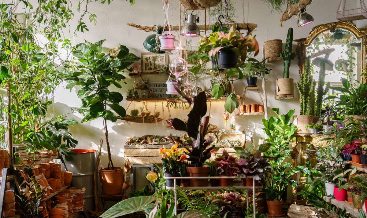 Banana Peel Water for Money Plants: Nutrient-Rich DIY Fertilizer