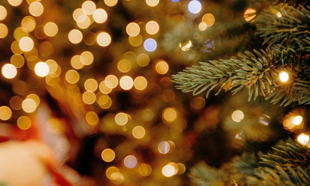 First 48 Hours: How to Set Up a Nordmann Fir So It Doesn’t Drop Needles