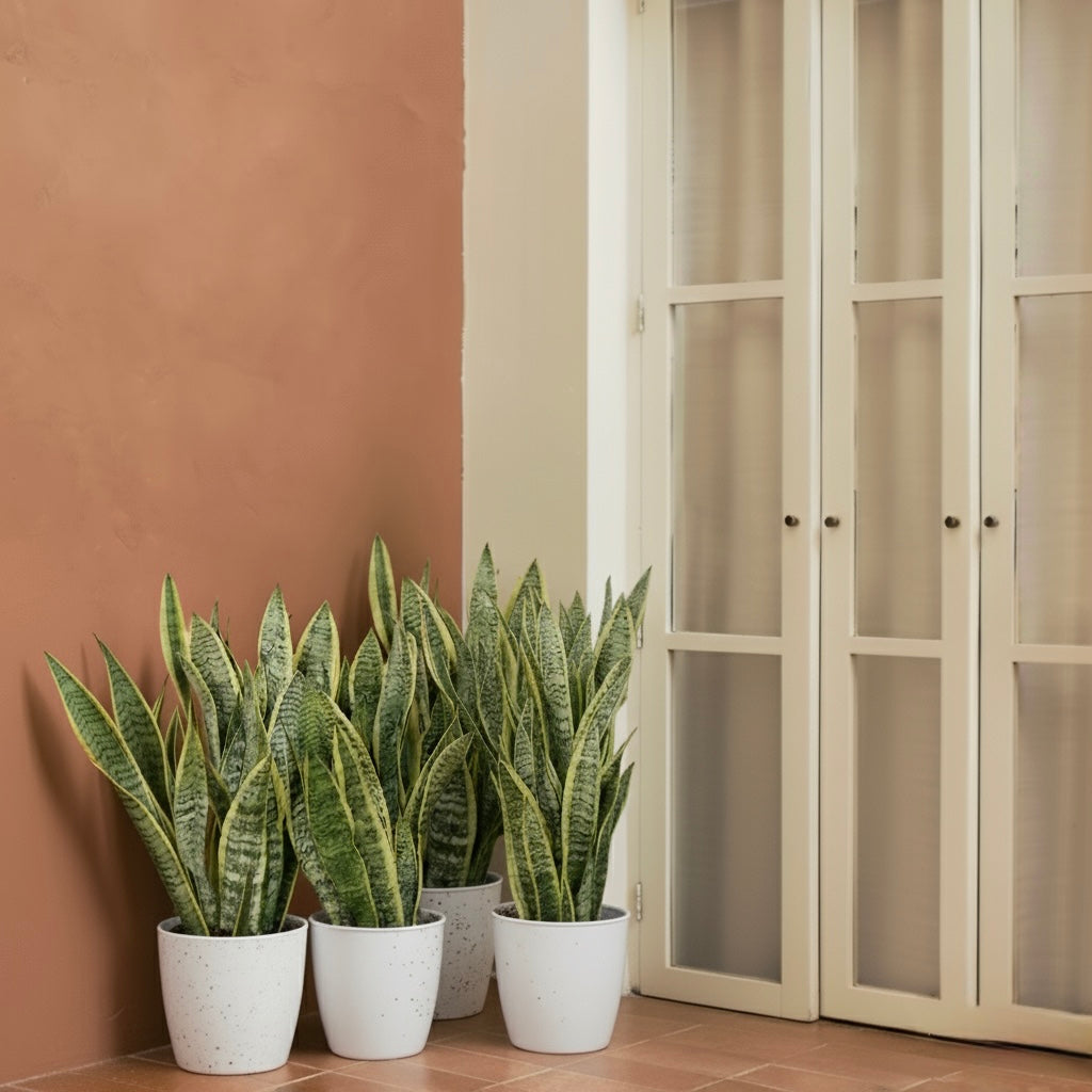 Natural Air Purifiers: Do Snake Plants Really Work in 2026?