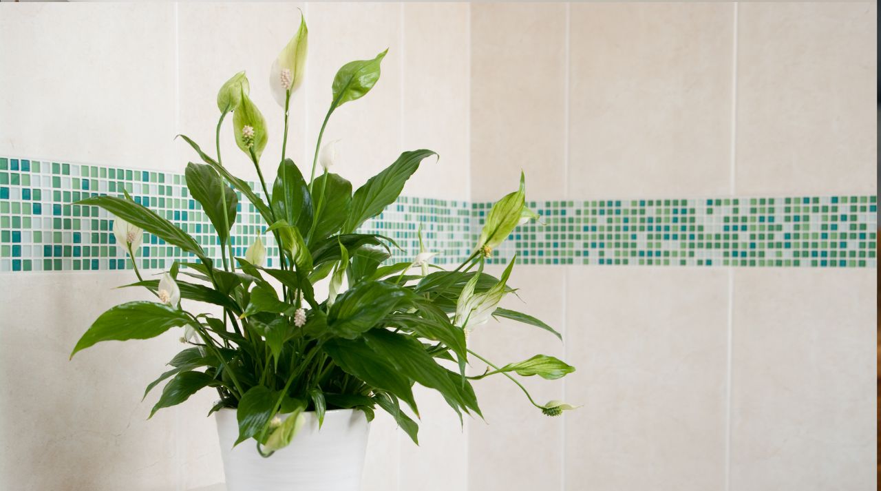 Peace Lilies In Bathrooms: The Perfect Humidity-Loving Plant