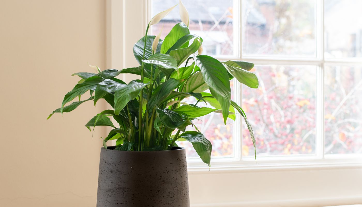 Peace Lily Care in Changing Indoor Climates: Surviving AC, Heaters & Humidifiers