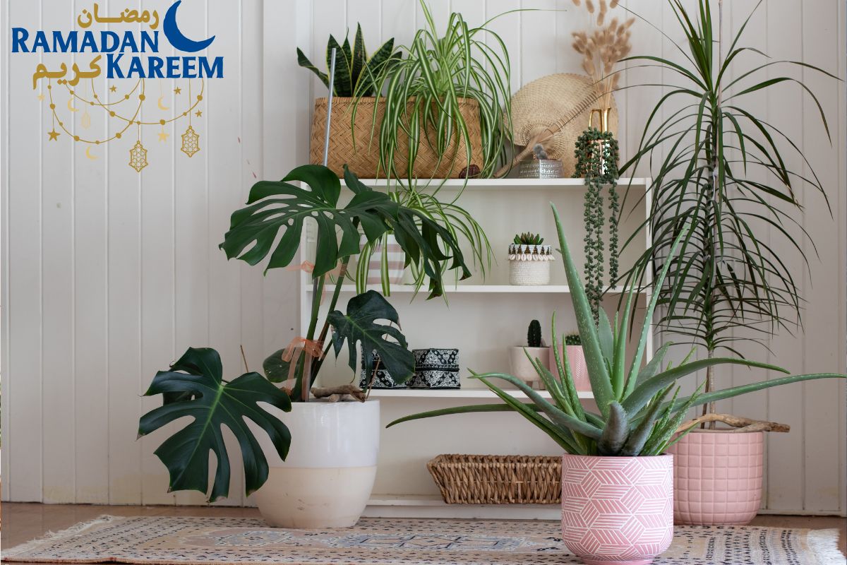 Blessings Of Green: How Indoor Plants Can Enrich Your Ramadan Prayers and Iftar