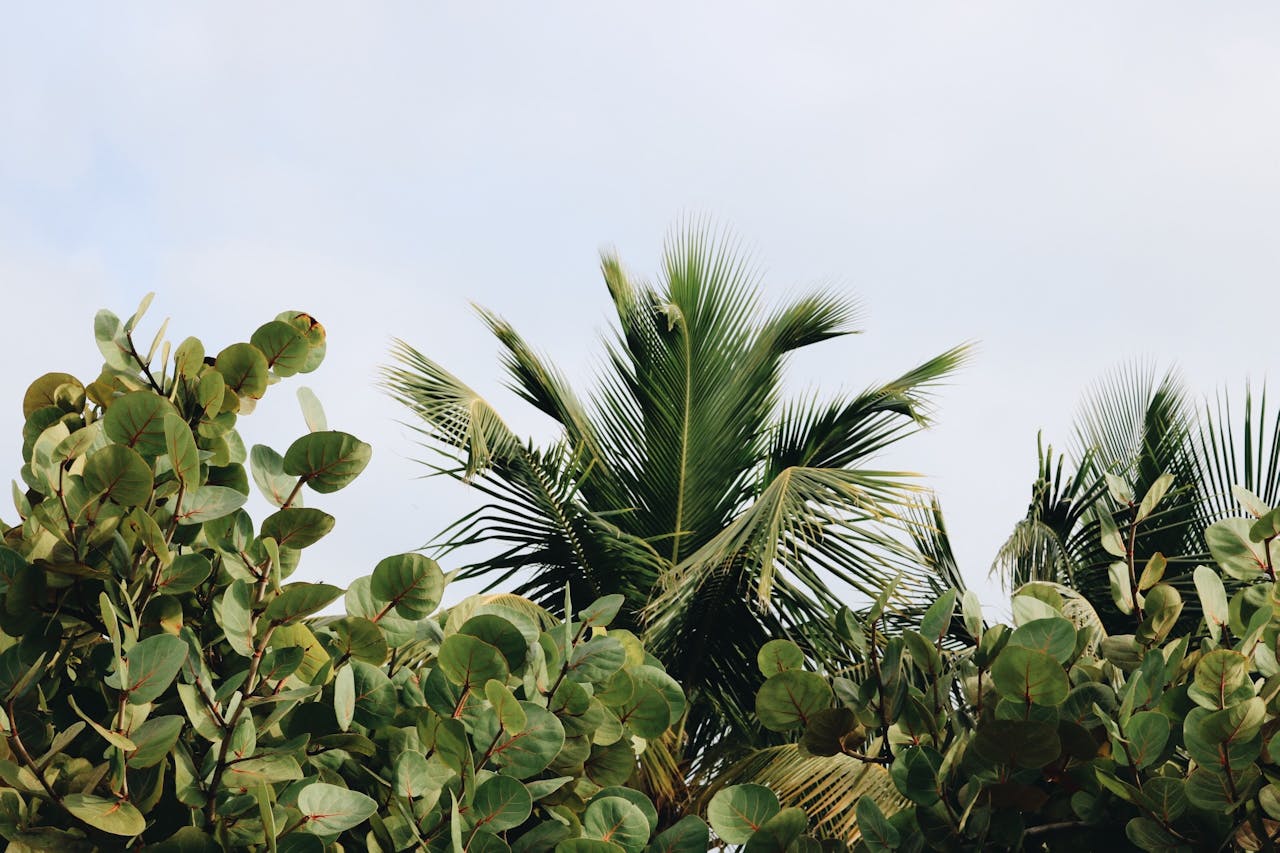 6 Amazing Air-Purifying Plants For A Healthier Home