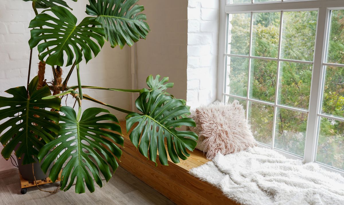 South vs. North-Facing Windows: Which is Best for Your Indoor Plants?