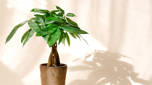 The Connection Between Money Plants And Positive Energy