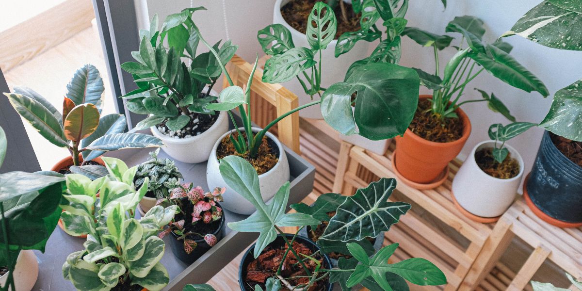 How to Adjust Indoor Plant Care During Summer Heatwaves and AC Exposure