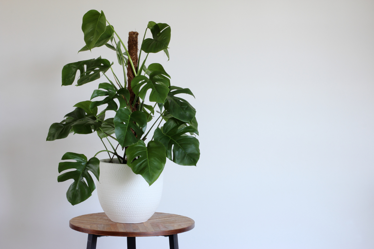 Where To Place Your Swiss Cheese Plant: Finding The Perfect Indoor Spot