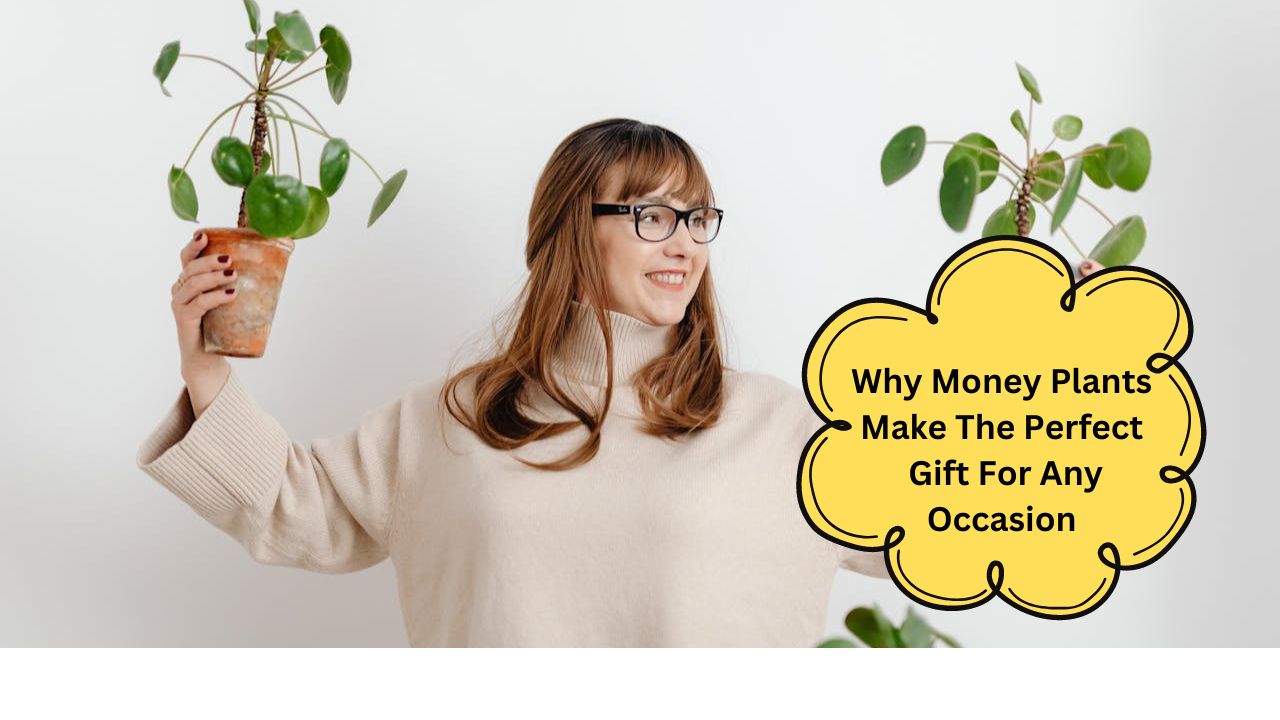 Why Money Plants Make The Perfect Gift For Any Occasion