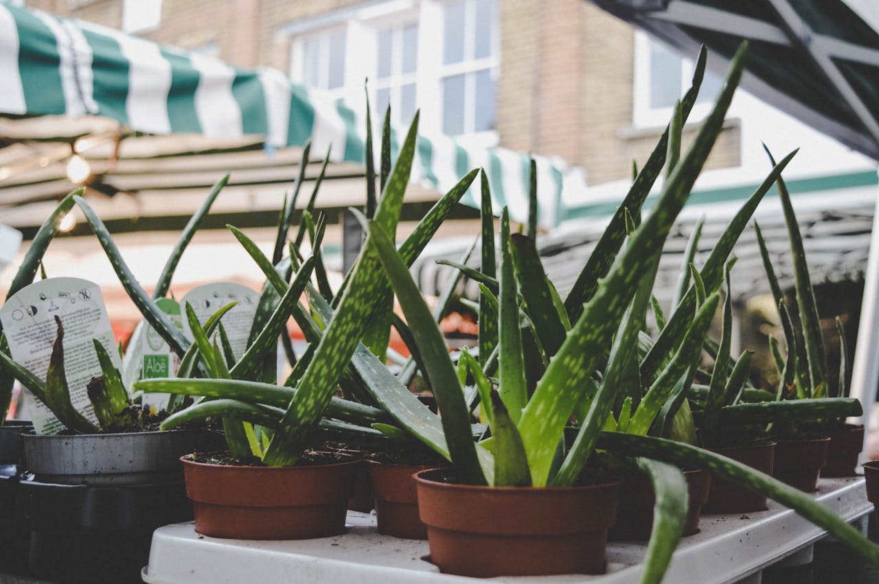 Growing Aloe Vera in the UAE: A Comprehensive Guide