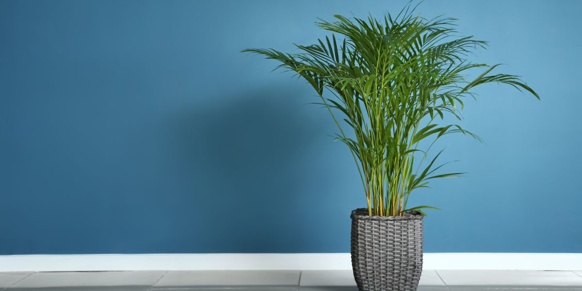 Natural Air Purifier: Areca Palm Benefits for Indoor Air