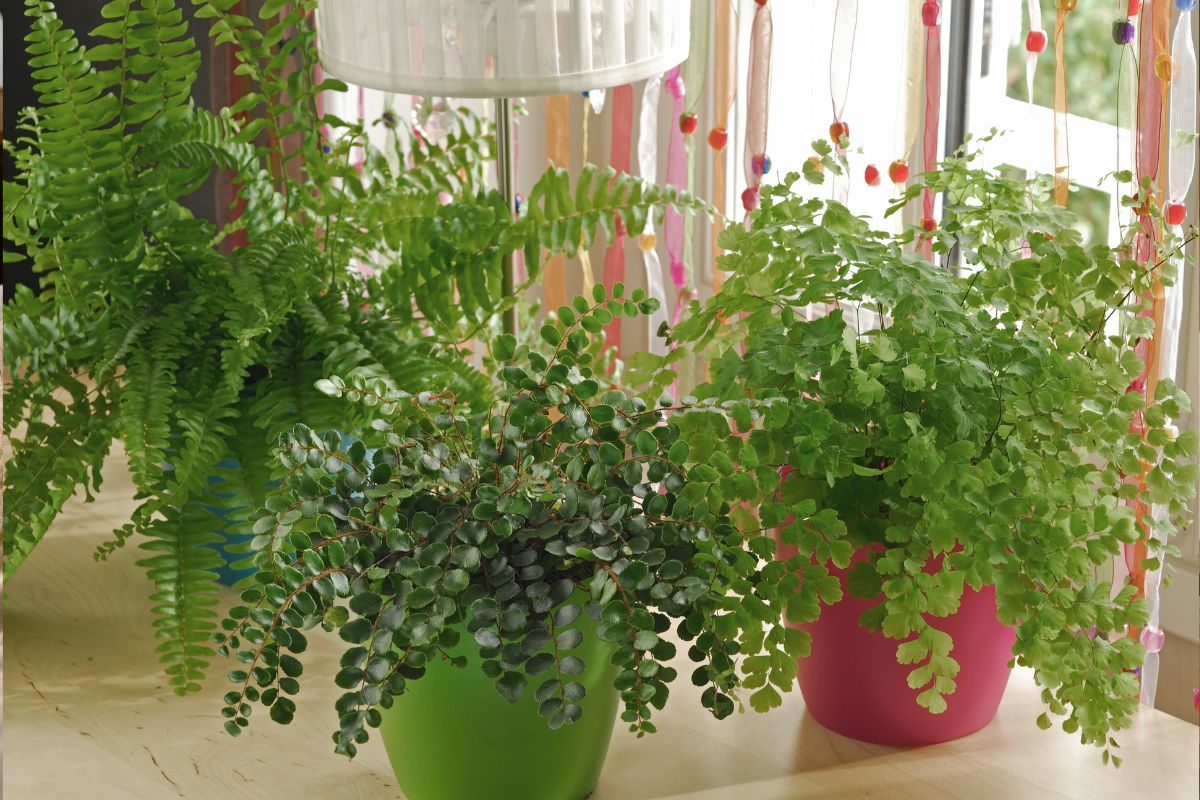 Can You Mist Boston Ferns with Chamomile Tea? Exploring Fungal Prevention the Natural Way