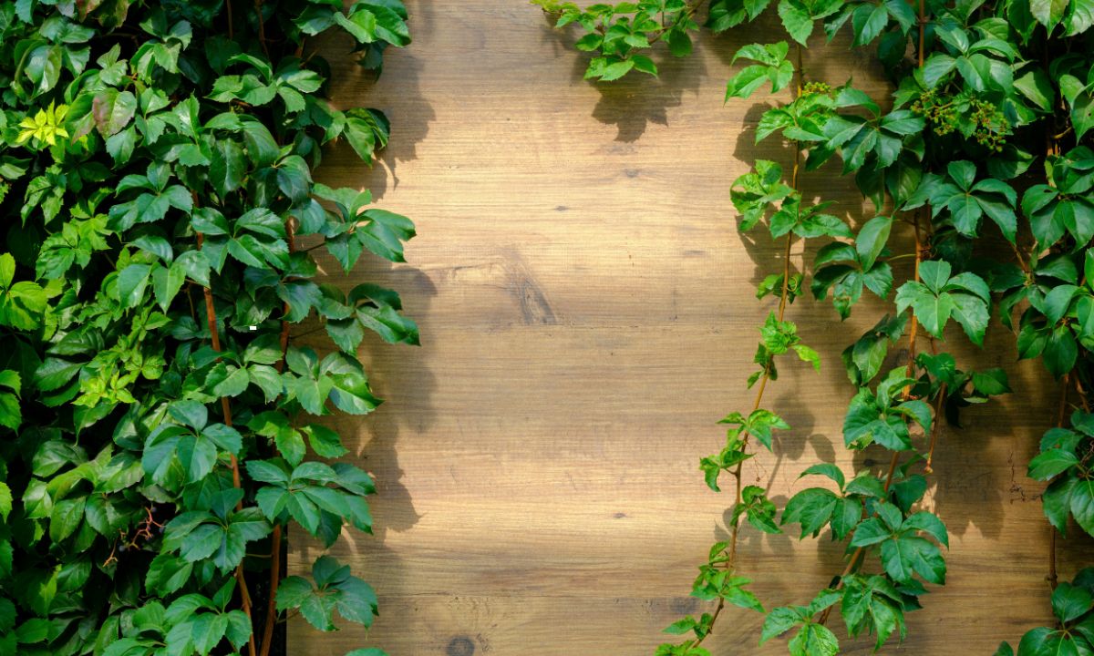 Seasonal Care Indoors: Why English Ivy Slows in Winter and How to Adjust