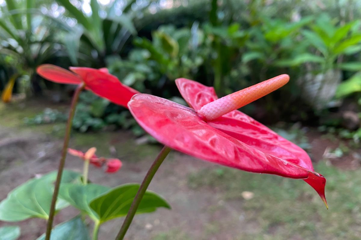 Best Light Conditions for Flamingo Plants: How Much Indirect Sun Is Ideal?