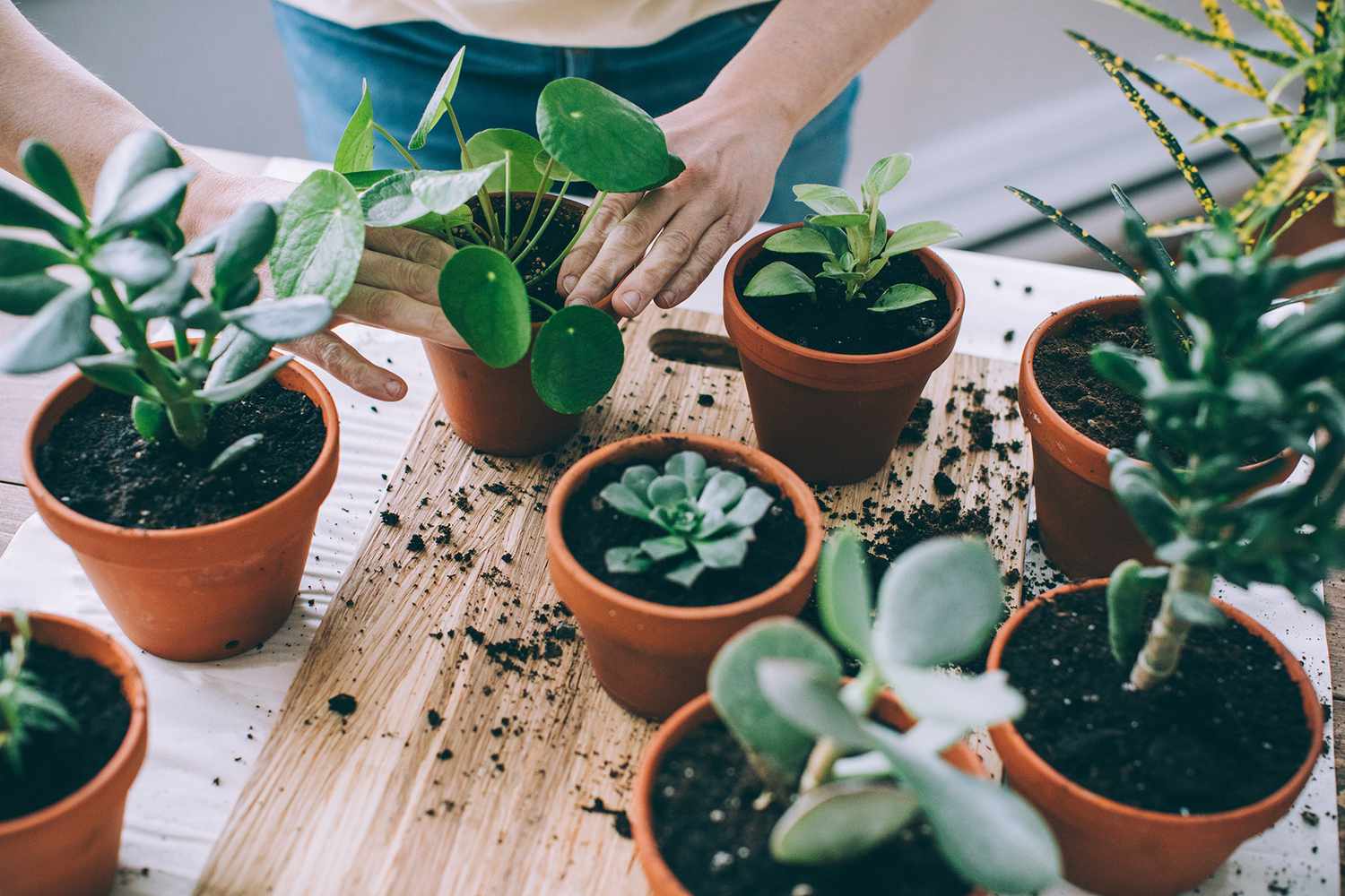 Unlock The Benefits Of Snake Plant: Why This Hardy Houseplant Is A Must-Have
