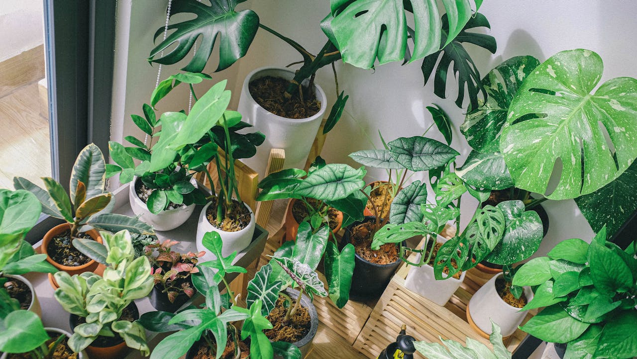 Best Houseplants For Dark Rooms