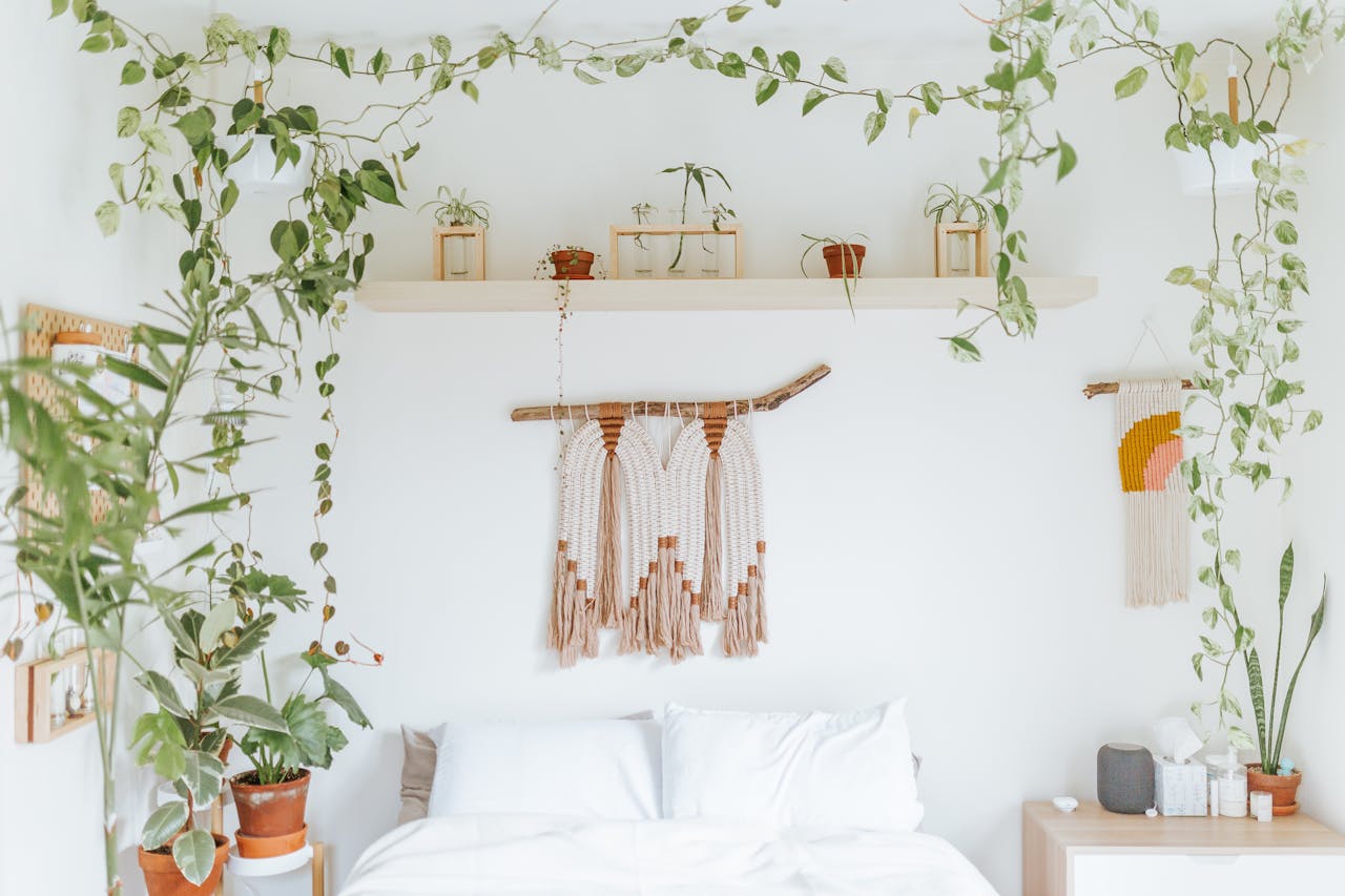 Creating A Cozy Indoor Garden With Spider Plants This Winter