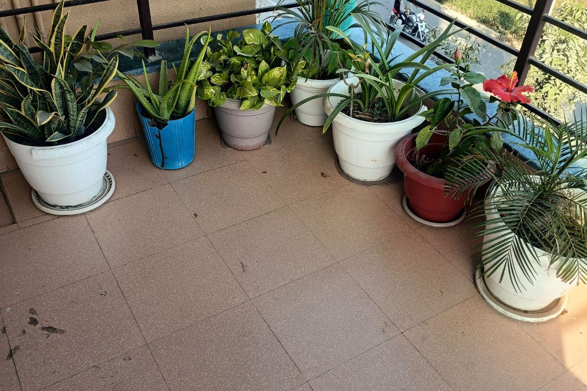 Why Indoor Plants Improve Mood and Reduce Stress: A Science-Backed Guide