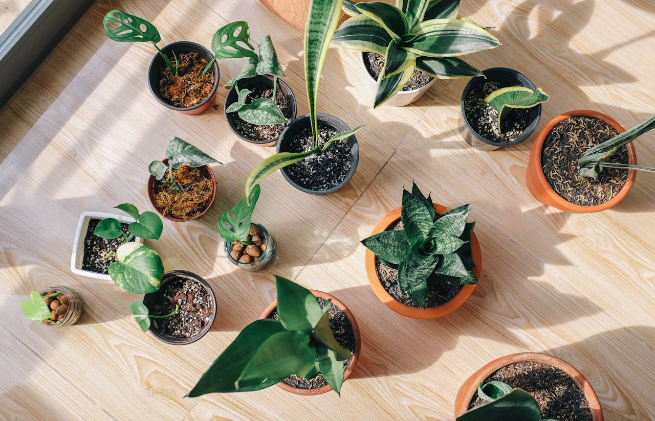 Save Over-fertilized Indoor Plants