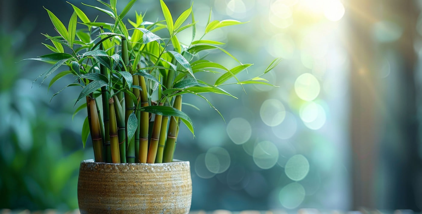 Lucky Bamboo: A Gift Of Good Fortune And Prosperity