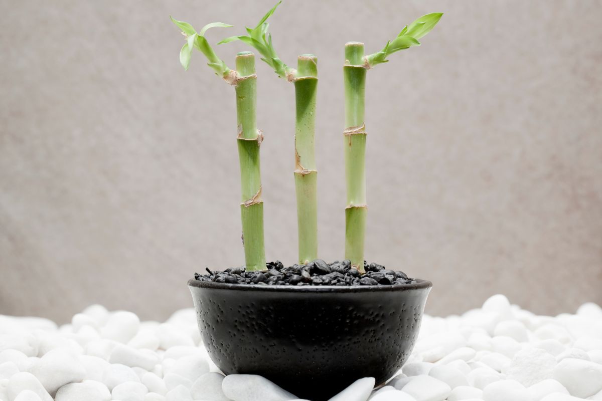 Can Lucky Bamboo Survive in Windowless Rooms? Light Solutions for Low-Natural-Light Spaces