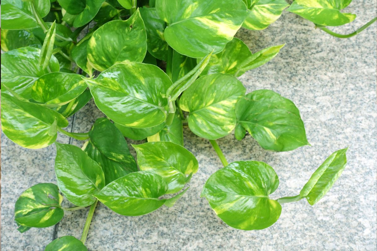 Why Your Money Plant Has Long Vines But Tiny Leaves — The Internodal Stretching Problem