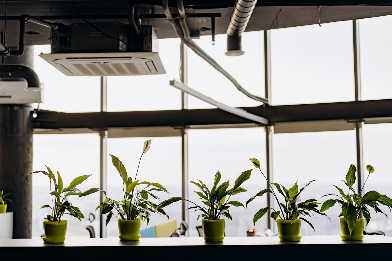 Why Every Home Should Have Peace lily