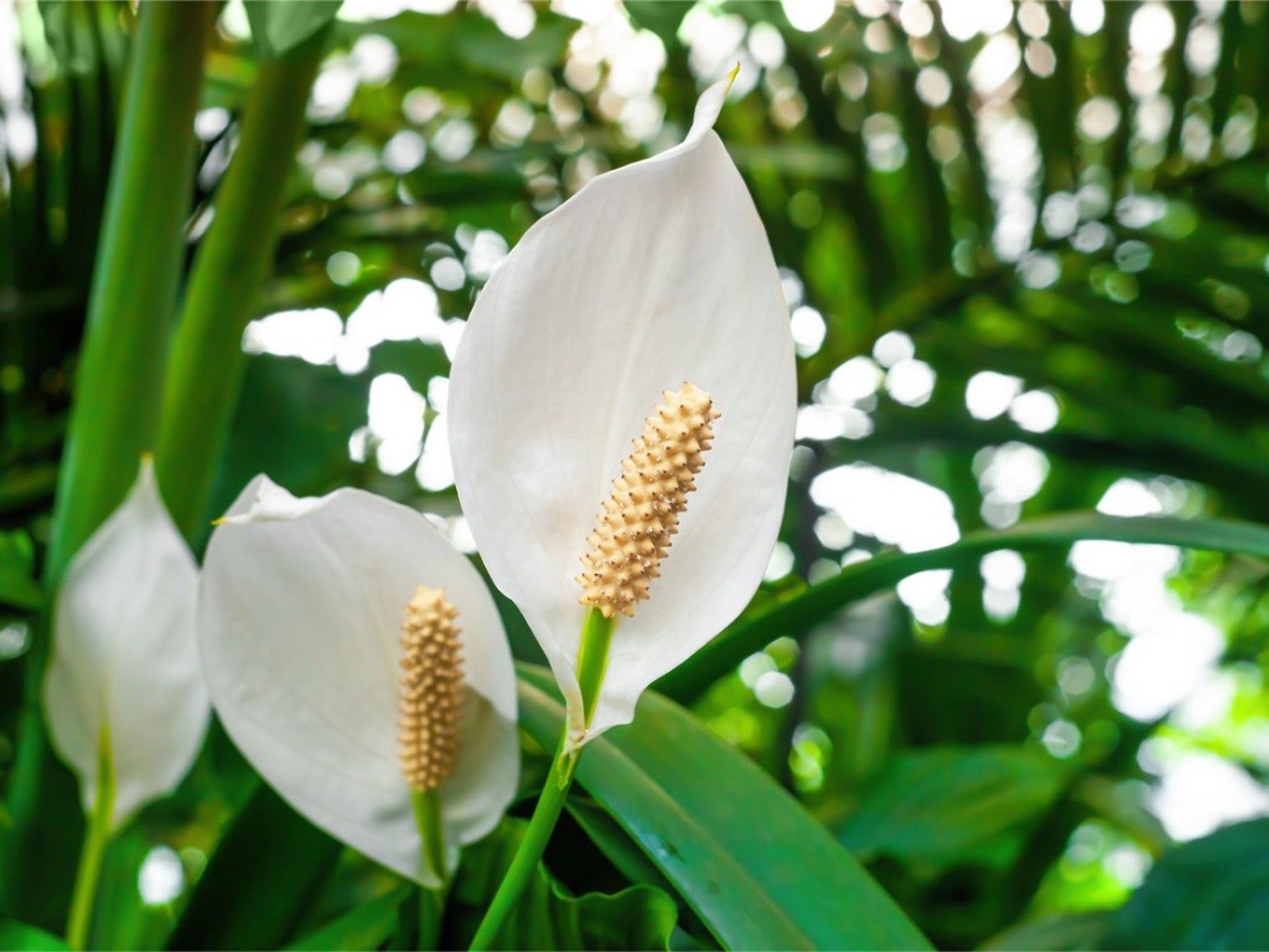 Air-Purifying Benefits Of Peace Lilies