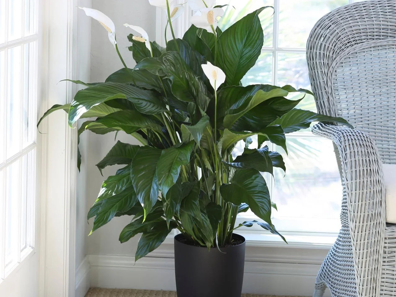 Can Peace Lily Help With Allergies? Home-Based Air Cleaning Plants