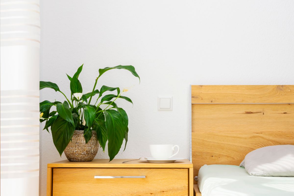 Peace Lily in Low-Light Apartments: How to Keep Blooms and Leaves Lush