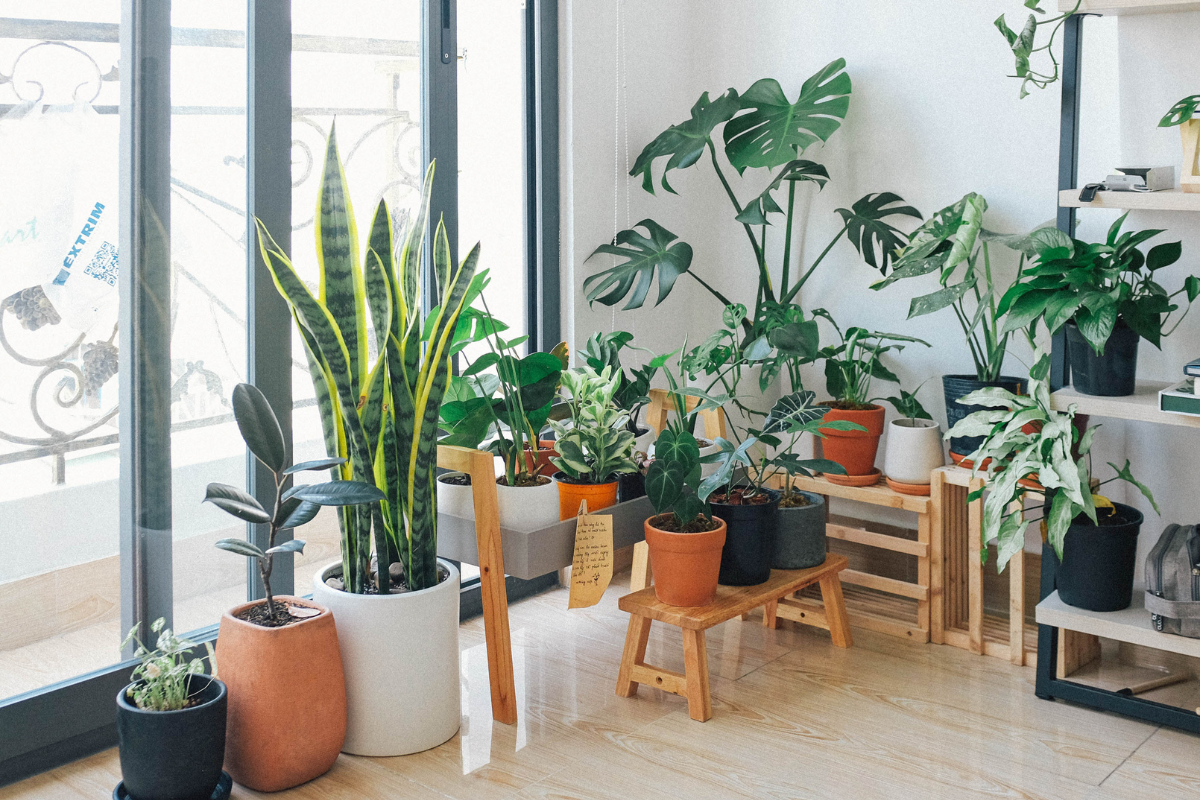 Do Polka Dot Plants Go Dormant?  what resting really looks like ind
