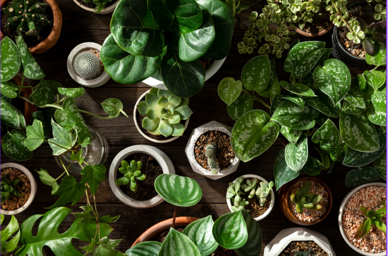 Rare Indoor Plants That Thrive in AC Rooms: Best Choices for Gulf Climate