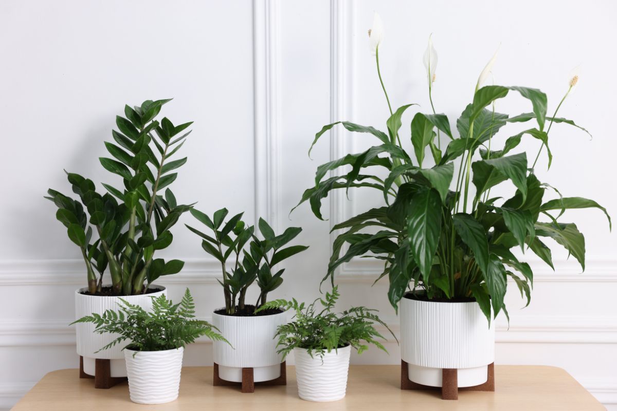 How to Spot a Healthy Plant When Buying from a Nursery